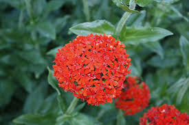 Attēlu rezultāti vaicājumam “Silene chalcedonica”