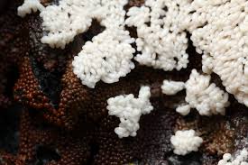 Attēlu rezultāti vaicājumam “Trichia varia spores”