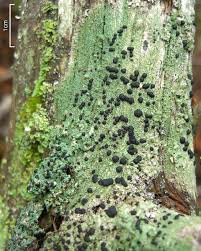 Attēlu rezultāti vaicājumam “Mycoblastus sanguinarius”