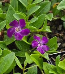 Attēlu rezultāti vaicājumam “Vinca minor flower”