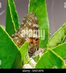 Attēlu rezultāti vaicājumam “Vanessa cardui upperside”
