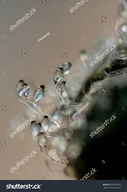 Attēlu rezultāti vaicājumam “Pilobolus crystallinus”