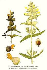 Attēlu rezultāti vaicājumam “Rhinanthus serotinus leaf”