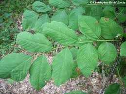 Attēlu rezultāti vaicājumam “Cladrastis kentukea leaf”