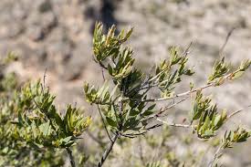 Attēlu rezultāti vaicājumam “Santalaceae”