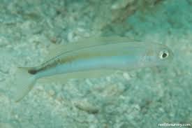 Image result for Malacanthus plumieri