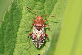 Attēlu rezultāti vaicājumam “Rhopalus maculatus”