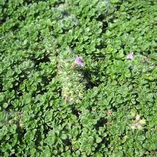 Attēlu rezultāti vaicājumam “Thymus serpyllum leaf”