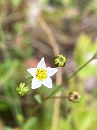 Attēlu rezultāti vaicājumam “Linum catharticum flower”