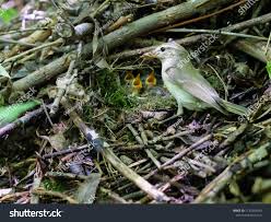 Attēlu rezultāti vaicājumam “Phylloscopus trochiloides”