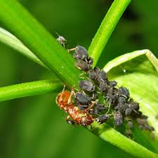 Attēlu rezultāti vaicājumam “Thecabius affinis imago”