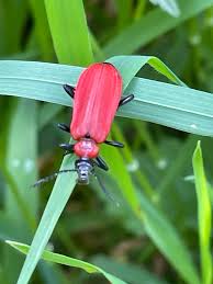 Attēlu rezultāti vaicājumam “Pyrochroidae imago”