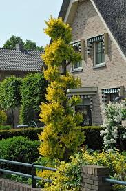 Attēlu rezultāti vaicājumam “Ulmus x hollandica”