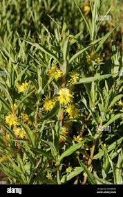 Attēlu rezultāti vaicājumam “Lysimachia thyrsiflora bud”