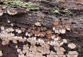 Attēlu rezultāti vaicājumam “Xylobolus frustulatus”