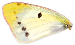 Attēlu rezultāti vaicājumam “Colias croceus underside”