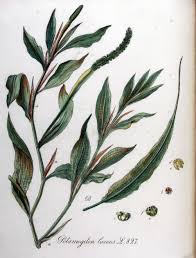 Attēlu rezultāti vaicājumam “Potamogeton lucens”