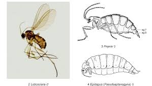 Attēlu rezultāti vaicājumam “Sciaridae”
