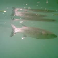 Image result for Chelon richardsonii