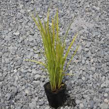 Attēlu rezultāti vaicājumam “Carex scandinavica”