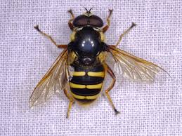 Attēlu rezultāti vaicājumam “Sericomyia silentis”