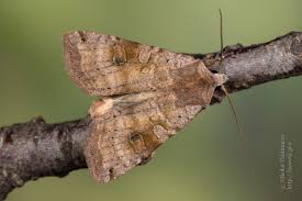 Attēlu rezultāti vaicājumam “Xestia baja”