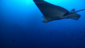 Image result for Aetobatus ocellatus