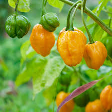 Afbeeldingsresultaat voor orange habanero hot pepper