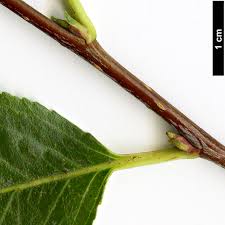 Attēlu rezultāti vaicājumam “Aronia melanocarpa bud”
