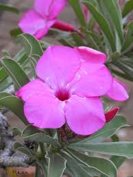 Image result for pheega