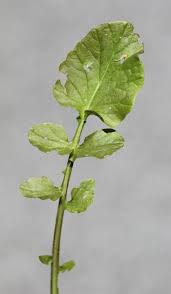 Attēlu rezultāti vaicājumam “Barbarea vulgaris subsp. arcuata”