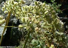 Attēlu rezultāti vaicājumam “Laserpitium latifolium leaf”
