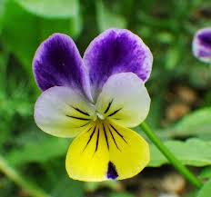 Attēlu rezultāti vaicājumam “Viola tricolor flower”