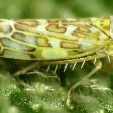 Attēlu rezultāti vaicājumam “Cicadellidae”