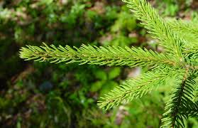 Attēlu rezultāti vaicājumam “Collaria rubens”