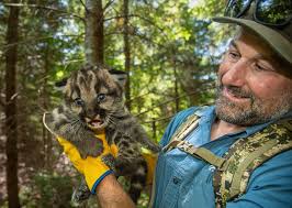 Image result for Craigmount Cougars