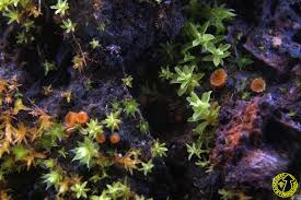 Attēlu rezultāti vaicājumam “Lamprospora tortulae-ruralis”