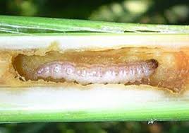Attēlu rezultāti vaicājumam “Ostrinia nubilalis”