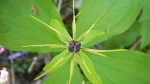 Attēlu rezultāti vaicājumam “Paris quadrifolia fruit”