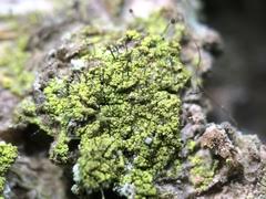 Attēlu rezultāti vaicājumam “Chaenotheca chrysocephala”