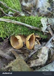 Attēlu rezultāti vaicājumam “Otidea onotica”