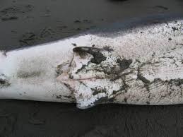 Image result for Lamna ditropis