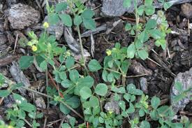 Attēlu rezultāti vaicājumam “Medicago lupulina leaf”
