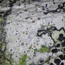 Attēlu rezultāti vaicājumam “Lecanora chlarotera”