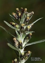 Attēlu rezultāti vaicājumam “Gnaphalium sylvaticum flower”