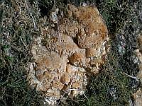 Attēlu rezultāti vaicājumam “Antrodia mellita”