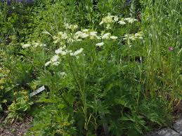 Image result for Pimpinella saxifraga
