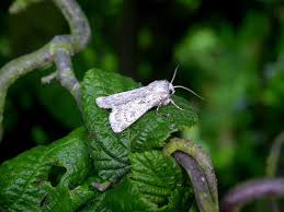 Attēlu rezultāti vaicājumam “Agrotis ripae larva”