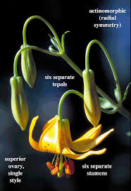 Attēlu rezultāti vaicājumam “Liliaceae”