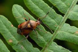 Attēlu rezultāti vaicājumam “Deraeocoris ruber imago”